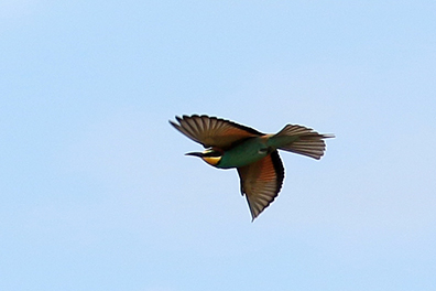 Bijeneter